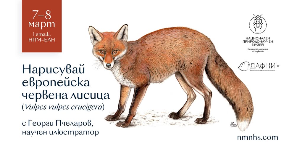 Нарисувай лисица конкурс