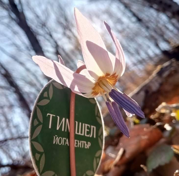 Тимшел Йога / Timshel Yoga
